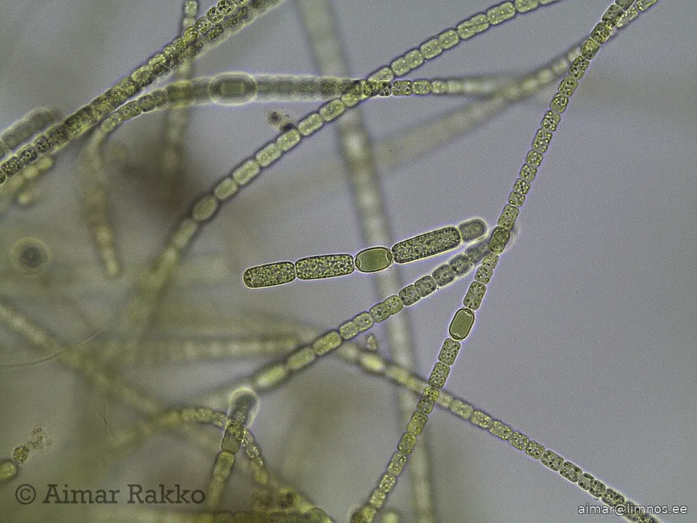 dracaena zeylanica Sansevieria Zeylanica – Hey Rooted
