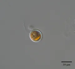Nordic Microalgae